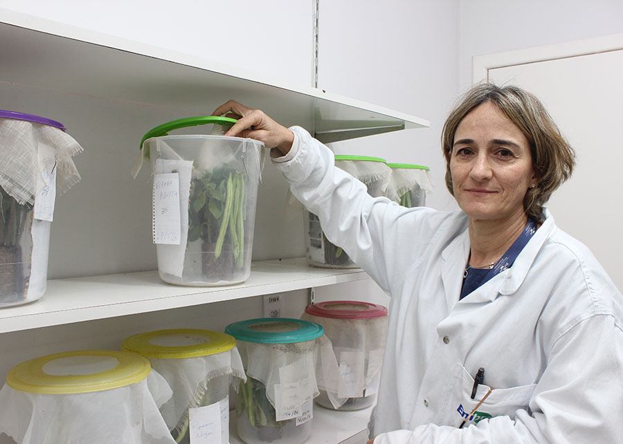 BIOINSUMOS ][ Fungo altera 